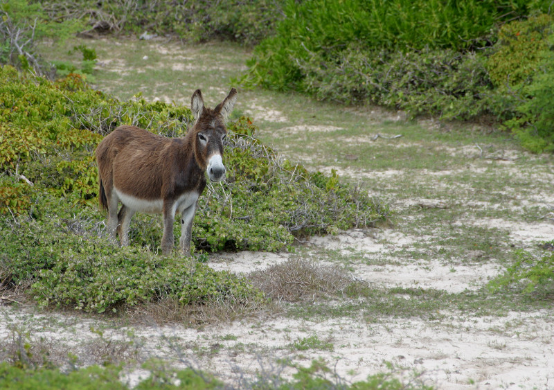 Donkey