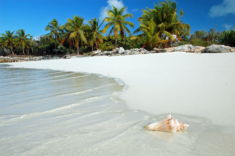 Shell washes up on tropical beach